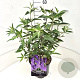 Buddleja d. 'Ile de France' 40-60 cm 10L