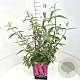 Buddleja d. 'Royal Red' 40-60 cm 10L
