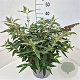 Buddleja dav. 'Violet Cascade' 40-50 cm 10L
