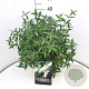 Buddleja Flutterby Pet. Snow White 40-50 cm 10L