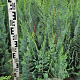 Chamaecyparis l. 'Columnaris' 100-120 cm met kluit