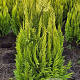 Chamaecyparis l. 'Ivonne' 60-80 cm met kluit