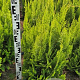 Chamaecyparis l. 'Ivonne' 60-80 cm met kluit