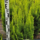 Chamaecyparis l. 'Ivonne' 80-90 cm met kluit