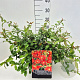 Chaenomeles sup. 'Crimson and Gold' 40 cm 10L