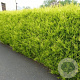Cupressocyparis l. 'Castlewellan' 200-225 cm met kluit