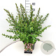 Escallonia 'Apple Blossom' 40-60 cm 10L