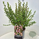 Escallonia 'Apple Blossom' 40-60 cm 10L