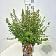 Escallonia 'Apple Blossom' 40-60 cm 10L
