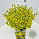 Euonymus fort. 'Emerald 'n' Gold' 30-40 cm 10L