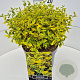 Euonymus fort. 'Emerald 'n' Gold' 30-40 cm 10L