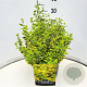 Euonymus fort. 'Emerald 'n' Gold' 30-40 cm 10L
