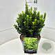 Euonymus jap. 'Green Spire' 30-35 cm 10L