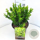 Euonymus jap. 'Green Spire' 30-35 cm 10L