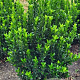Euonymus jap. 'Green Spire' 50-60 cm met kluit