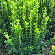 Euonymus jap. 'Green Spire' 60-70 cm met kluit