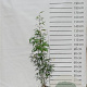 Fargesia robusta 'Pingwu' 100-125 cm 15L