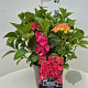 Hydrangea m. 'Sibilla' 40 cm 10L