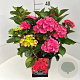 Hydrangea m. 'Alpenglühen' 40 cm 10L