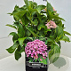 Hydrangea m. 'Ayesha' 40 cm 10L