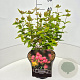 Hypericum Miracle Blossom 30-40 cm 10L