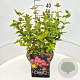 Hypericum Miracle Blossom 30-40 cm 10L