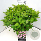 Hydrangea m. 'Bouquet Rose' 40 cm 10L