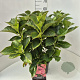Hydrangea m. 'Mariesii Perfecta' 40 cm 10L