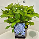 Hydrangea m. 'Nikko Blue' 40 cm 10L