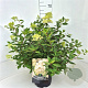 Hydrangea pan. 'Grandiflora' 40-50 cm 10L