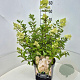 Hydrangea pan. 'Grandiflora' 40-50 cm 10L