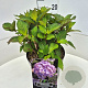 Hydrangea s. 'Preziosa' 40 cm 10L