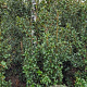 Ilex aquipernyi Dragon Lady 100-120 cm met kluit