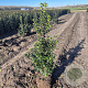 Ilex aquipernyi Dragon Lady 80-100 cm met kluit