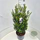 Ilex crenata 'Caroline Upright' 60-80 cm 10L