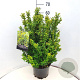 Ilex crenata 'Caroline Upright' 60-80 cm 10L