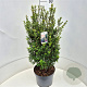 Ilex crenata 'Caroline Upright' 60-80 cm 10L