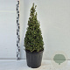 Ilex crenata 'Caroline Upright' 60-80 cm 10L kegel