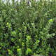 Ilex crenata 'Caroline Upright' 60-80 cm met kluit