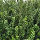 Ilex crenata 'Caroline Upright' 60-80 cm met kluit