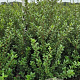 Ilex crenata 'Caroline Upright' 80-100 cm met kluit