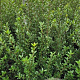 Ilex crenata 'Caroline Upright' 80-100 cm met kluit