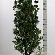 Ilex meserv. 'Heckenstar' 125-150 cm met kluit