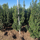 Ilex meserv. 'Heckenstar' 125-150 cm met kluit
