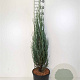 Juniperus s. 'Blue Arrow' 100-120 cm 10L