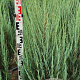 Juniperus s. 'Blue Arrow' 100-120 cm met kluit