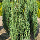 Juniperus s. 'Blue Arrow' 150-175 cm met kluit