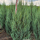 Juniperus s. 'Blue Arrow' 150-175 cm met kluit