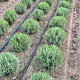 Lavandula ang. 'Munstead' 25-30 cm met kluit bol