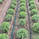 Lavandula ang. 'Munstead' 25-30 cm met kluit bol